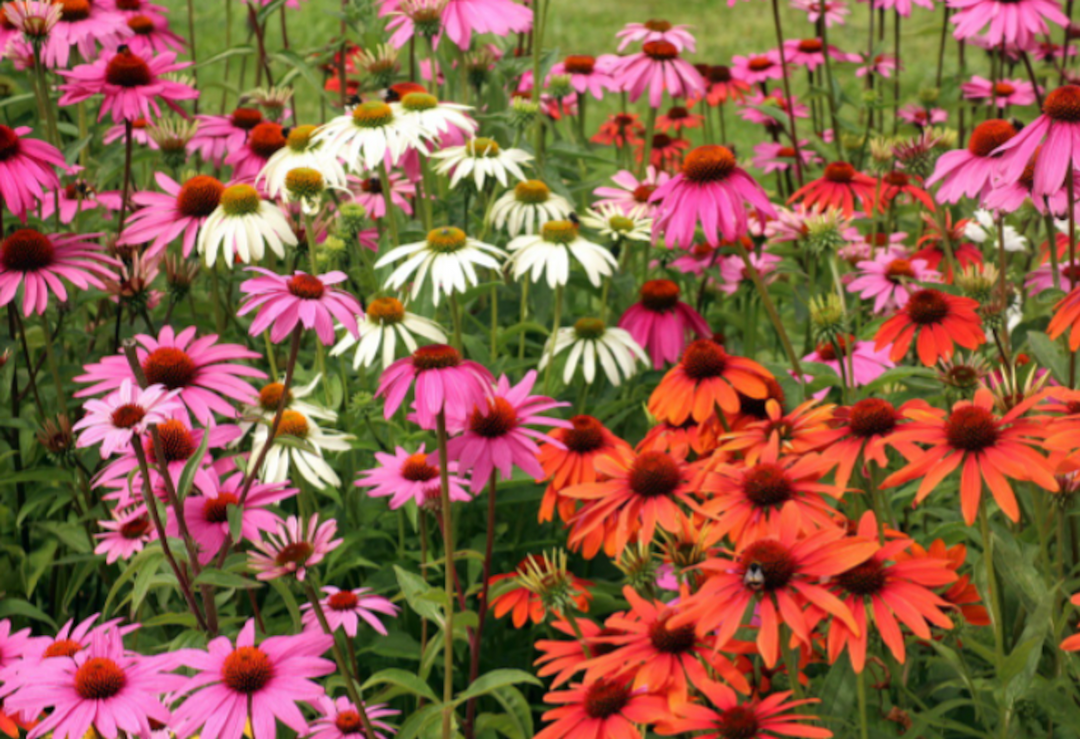 Growing Guide for 3 Spectacular Summer Blooming Perennials iScape